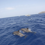 小笠原のイルカたち