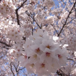練馬の桜