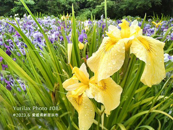 Yurilax - 健康的で素敵なライフスタイルを送るためのゆったりヨガ生活 -